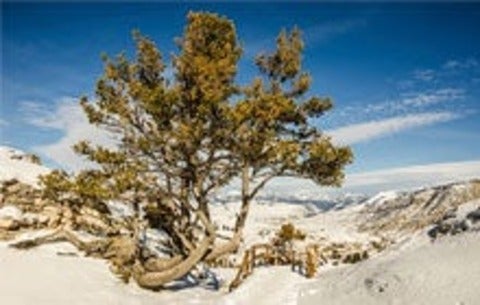 a decimated whitebark pine tree