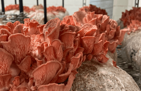 Mushrooms