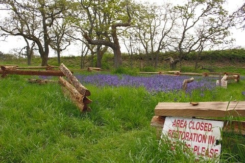 A field where restoration is in progress. 