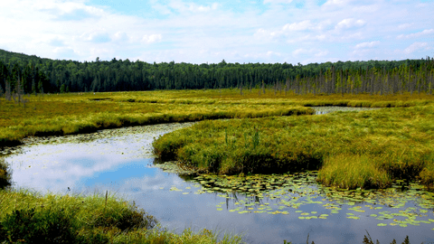 Wetland landscape in Ontario