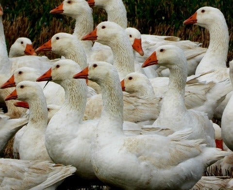 A group of water fowl