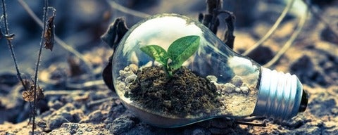 Small two leaf plant inside light bulb on ground by Singkham