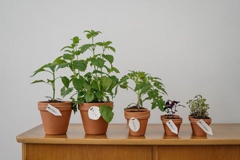 potted herb plants on a wooden table