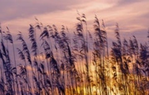 Phragmites australis