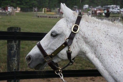 a pony stands in front of a fence
