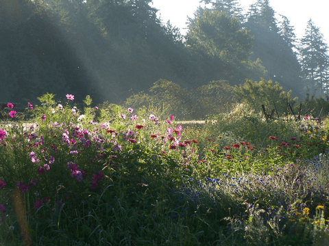 A sun-swept field with wildflowers and trees in background