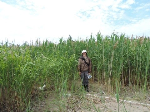 Rebecca Rooney is wearing rain gear in a wetland in Long Point, Ontario.