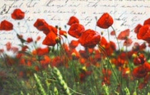 Field of poppies with soldiers letter