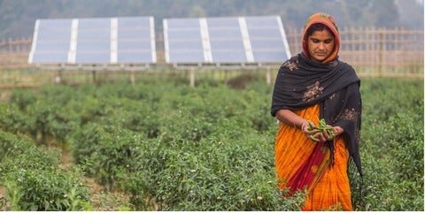 Woman harvesting homegrown plants with solar panels in the background