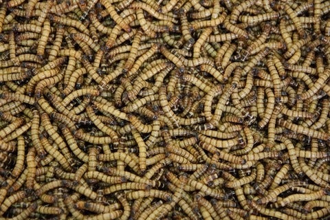 Thousands of mealworms