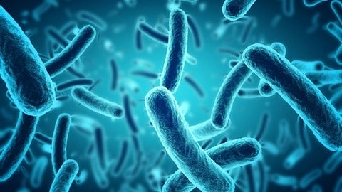 Salmonella microbes