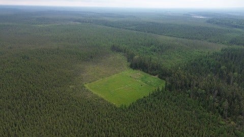 Aerial view of restored peatland showing moss and other vegetation