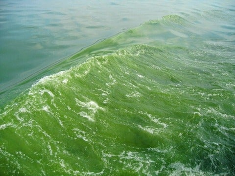 A boat wake showing a bloom of Microcystis aeruginosa in Lake Erie.