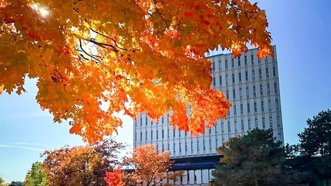 Dana Porter Library in the fall term with orange red maple leaves
