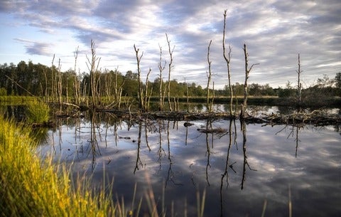 wetlands
