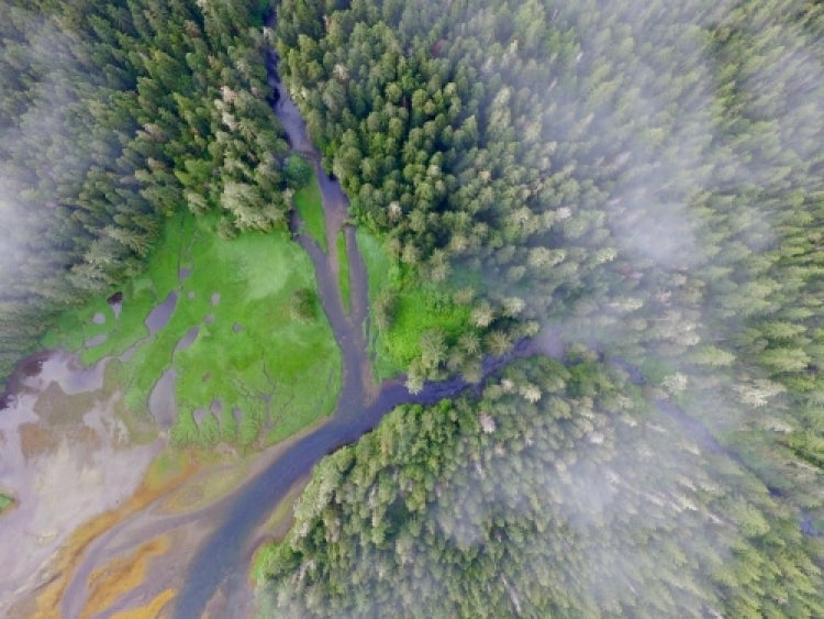 aerial photo of forest with waterway