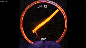 A strip of hydrogel material bends and undergoes an S-shaped deformation when exposed to a pH solution.