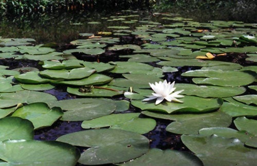 wetlands