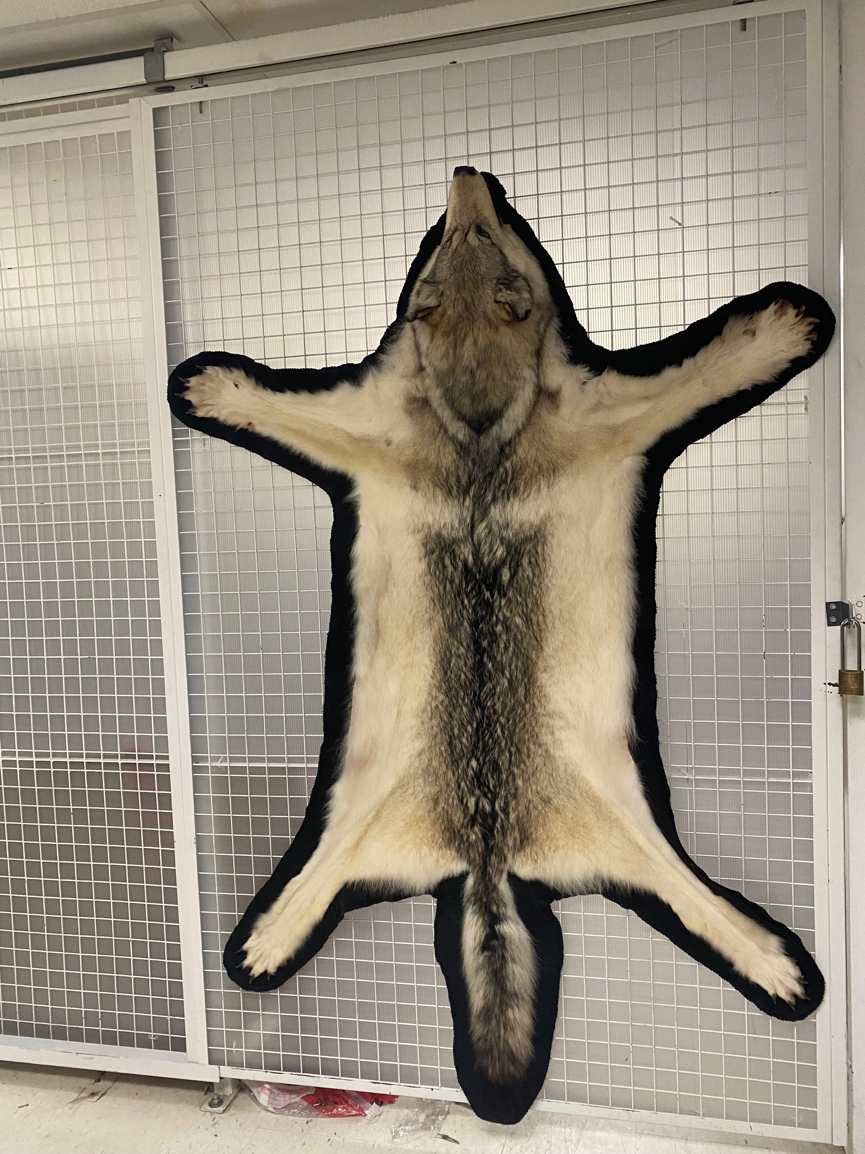 Wolf skin stretched out on a door