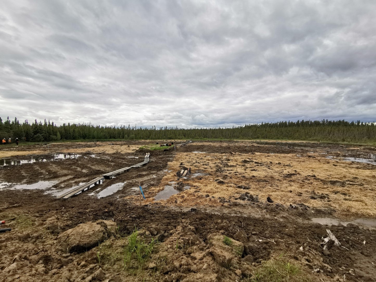 Damaged landscape shows moss planted before it established