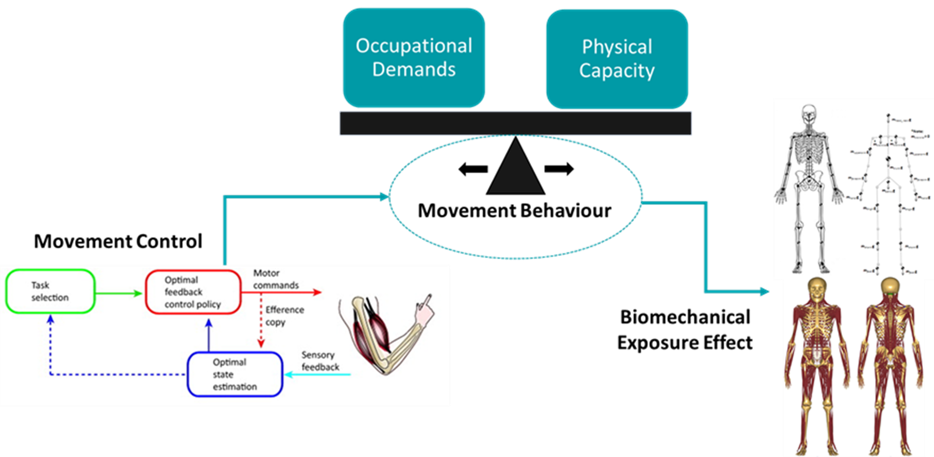 Illustration of the movement behaviour diagram. Full description in link below.
