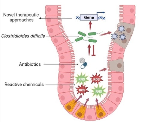 C. difficile combats chemical assaults in the gut.  Created with BioRender.com, adapted from “Antimicrobial Peptide Release by Paneth Cells” (2023)