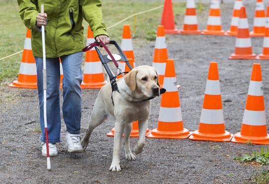 A guide dog leads a visually-impaired person