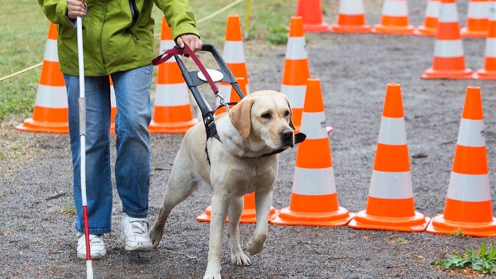 A guide dog leads a visually-impaired person