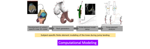 Subject-specific finite element modelling of the knee during jump landing