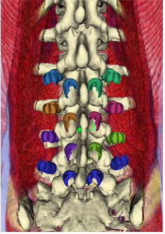 computer rendering of spinal cord