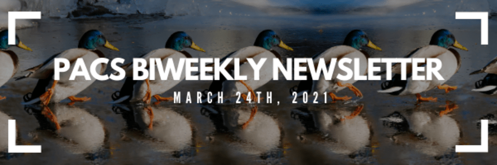 PACS bi-weekly newsletter white text over line of ducks in background