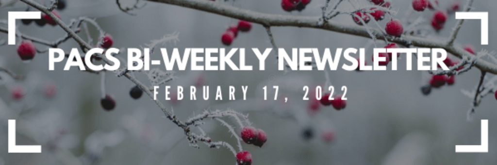 Tree branch with red berries in thewinter with the text PACS Bi-Weekly Newsletter February 16, 2022 written over the image