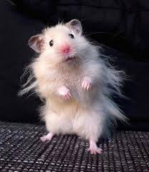 Frazzled hampster