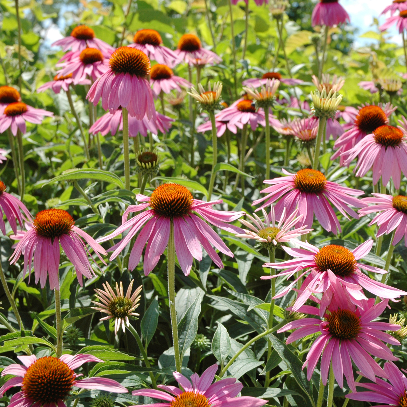 Pink black eyed susan flowers lift their faces to the sun