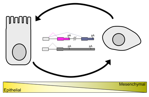 Simplified schematic depicting epithelial to mesenchymal plasticity coupled to the posttranscriptional regulatory process of polyadenylation 