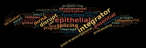 Cloud of words in various colors and sizes based on the Google Scholar profile for Natoya Peart. Some of the largest words include epithelial integrator disrupt essential function mrna splicing alternative assembly causing cell cells ciliopathy cleavage complex defines developmental dux4 end esrp1 formation global interaction ints13 map mutations post-transcriptional processing program protein