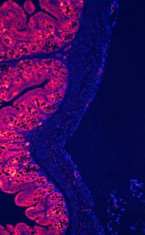 Immunofluorescent image of the mouse intestines showing expression of ESRP1 protein in the intestinal epithelial cells.