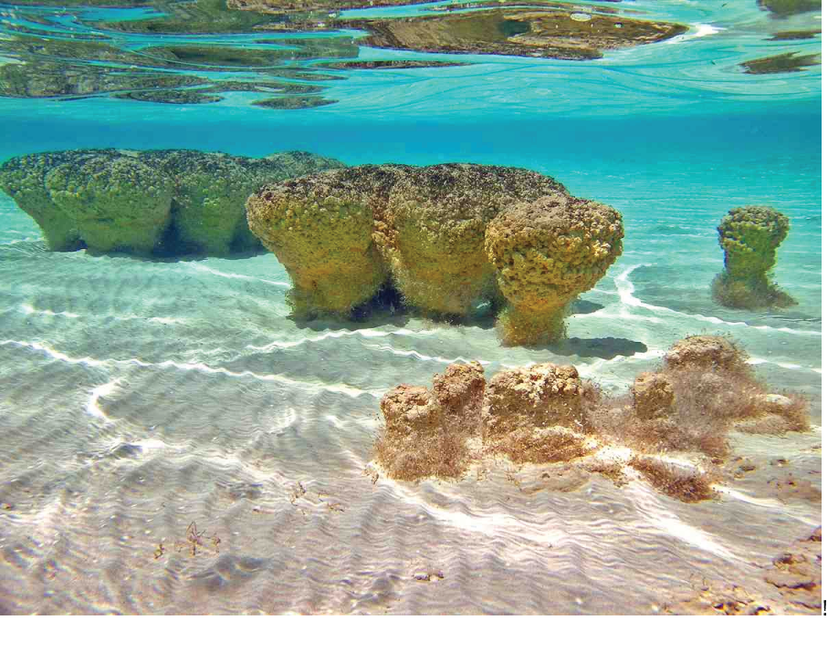 Stromatolites in Shark Bay, Western Australia.
