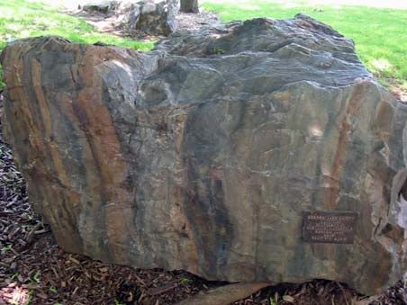 Argillite (cherty siltstone) rock in the rock garden.