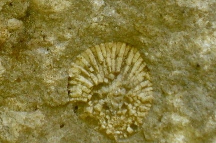 The Columbus limestone rich in fossils.