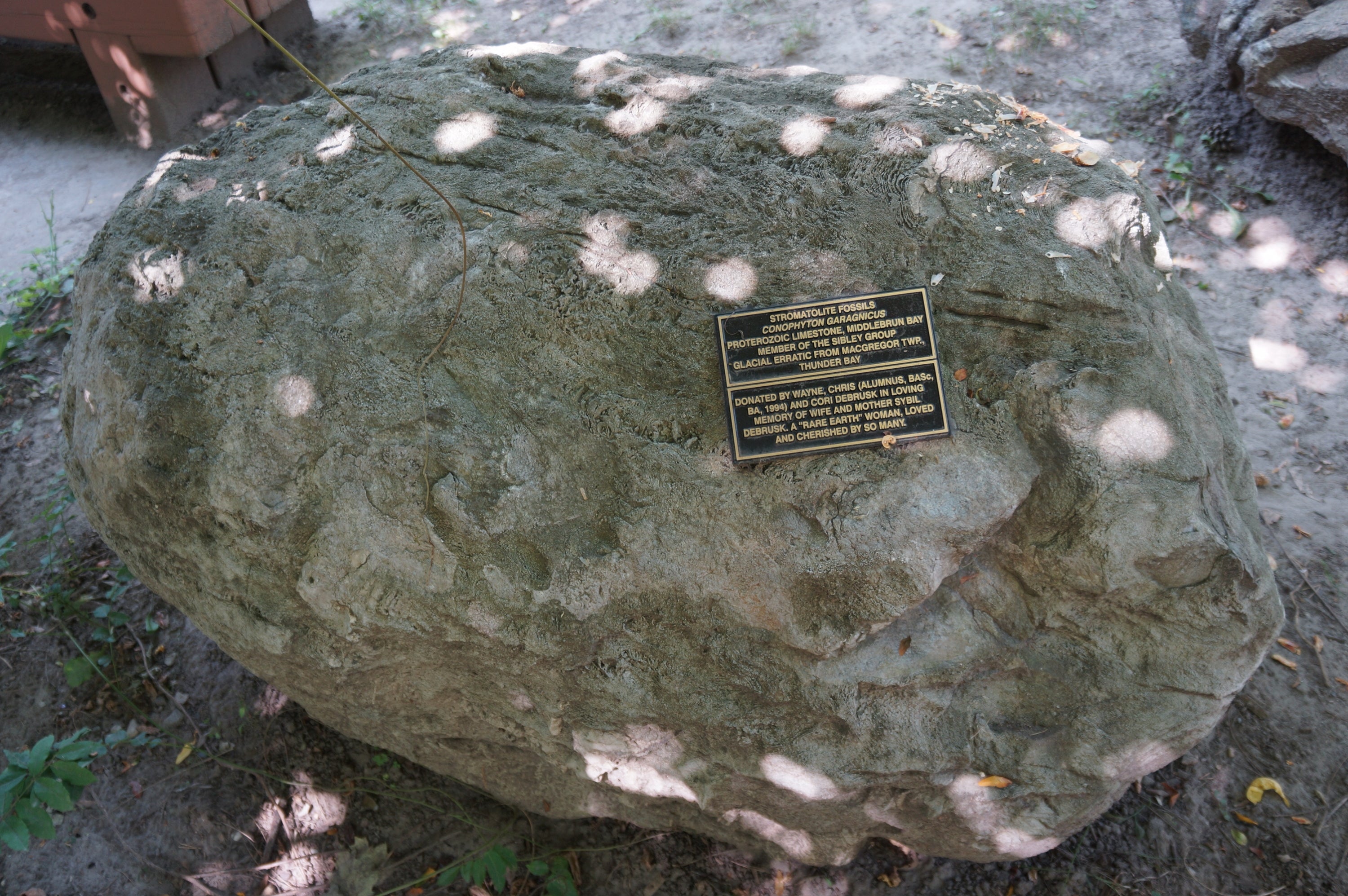 Stromatolite fossils 