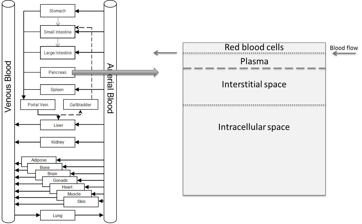 PBPK model structure