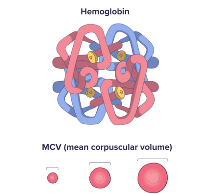 hemoglobin molecule