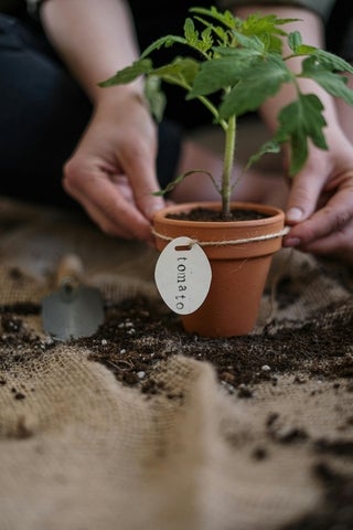 woman holding young potted tomato plant