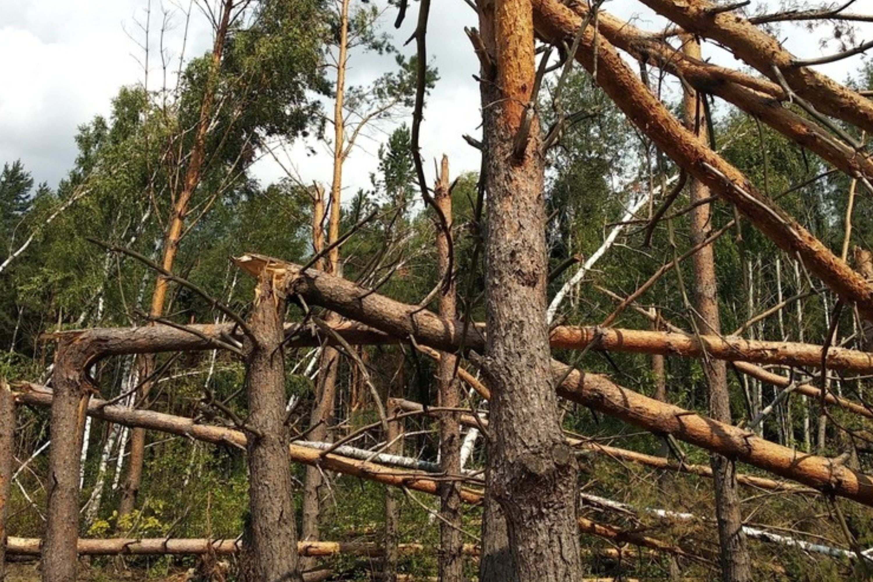 Fallen and broken trees