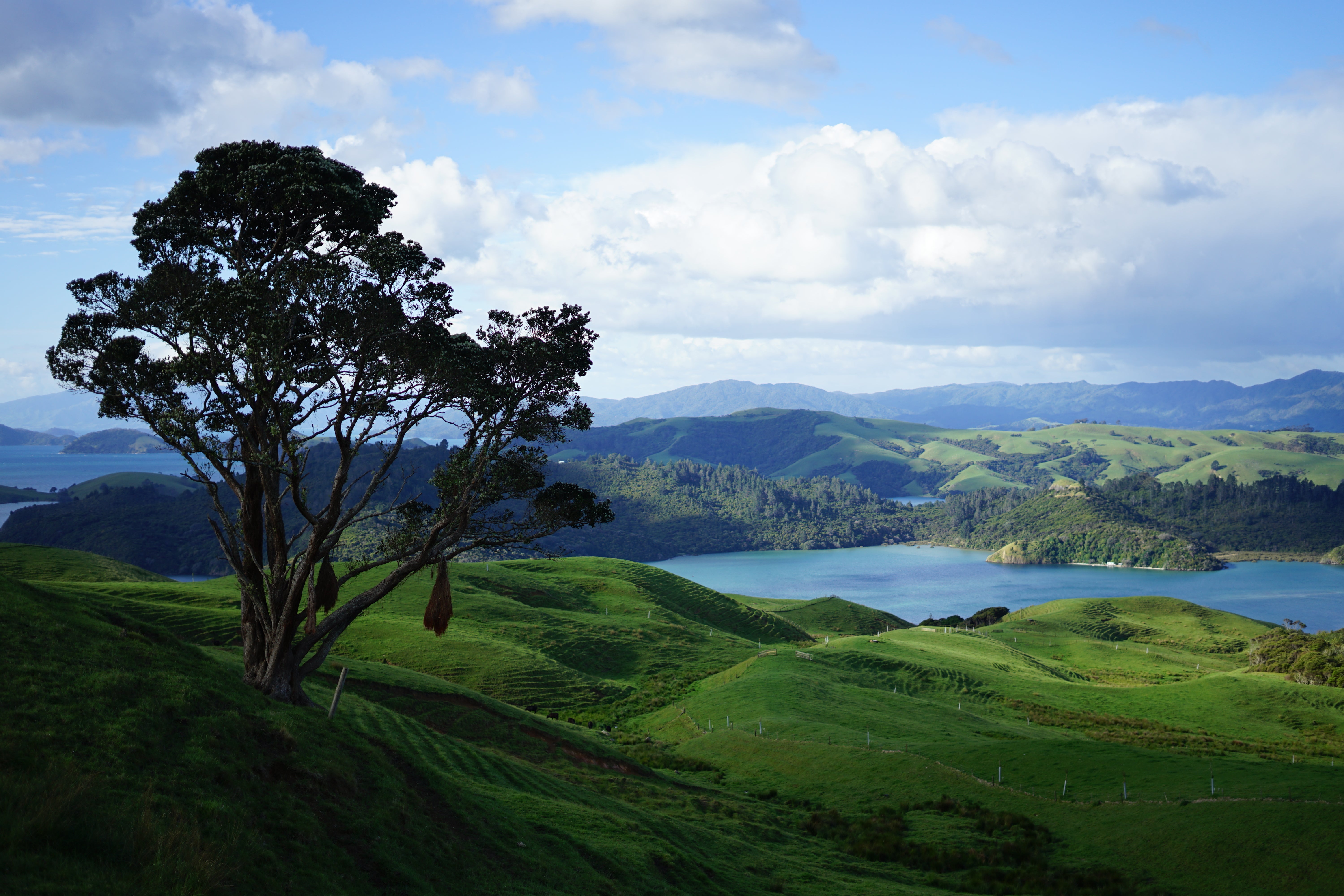 New Zealand landscape