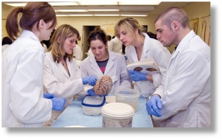 Pharmacy students examining brain