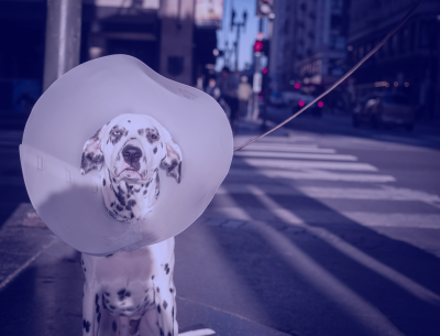 dog wearing cone collar sitting on busy street