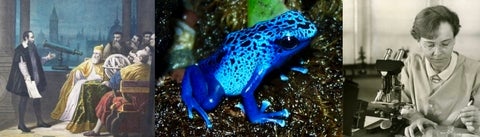 collage showing atronomers, a frog, a woman with microscope