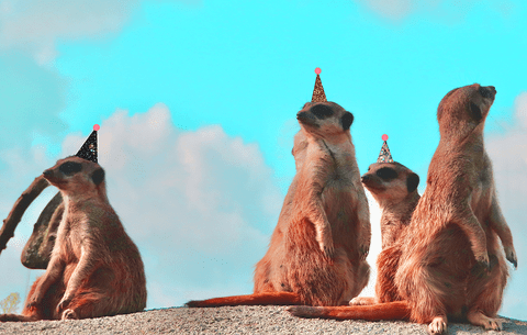 meerkats sitting on a rock wearing party hats